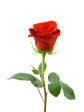 BUON SAN VALENTINO