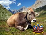 BUON COMPLEANNO