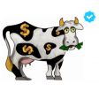 MUCCA ✔ VERIFICATA