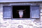LA VACCA SCAPPATA DALLA STALLA